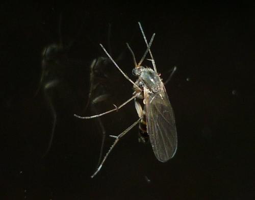 Réf. 244 740 : Mycetophilini inconnu